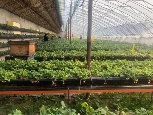 长岭镇山湾村：打造绿色生态采摘园，新型农业拓宽农民致富渠道