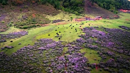怒江大峡谷的绿色发展崛起路
