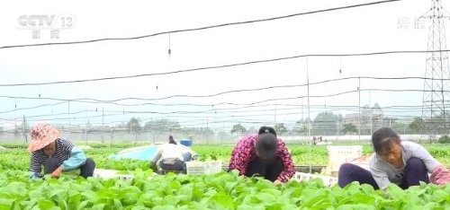 “菜篮子”保供 | 我国蔬菜生产区域优化 大力推行绿色生产方式品质提升