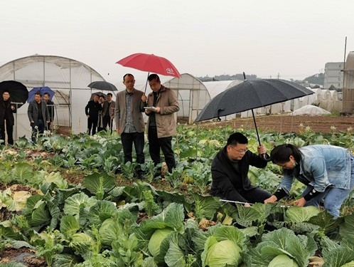 从“根”上帮扶，科特派让田地种上国产良种