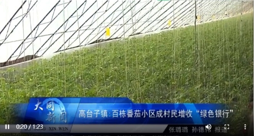 大同区高台子镇:百栋番茄小区成农民增收“绿色银行”