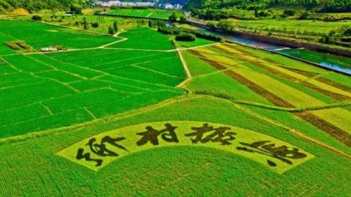 中共中央办公厅 国务院办公厅印发《关于加快推进乡村人才振兴的意见》