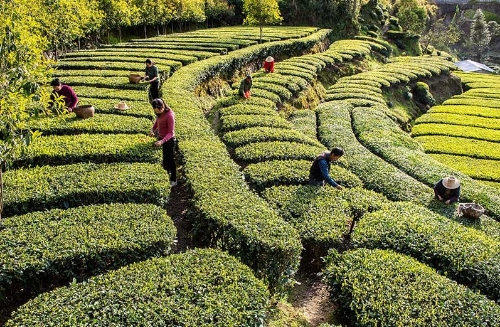 湖北秭归：抢采“明前茶”助农增收