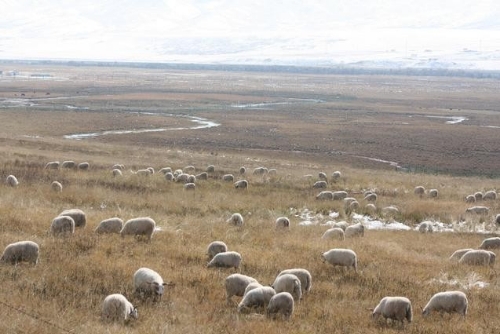 税惠助推祁连绿色发展走上新路子