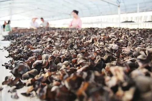 小木耳，科技赋能展前景（现场评论·小产品 大产业①）