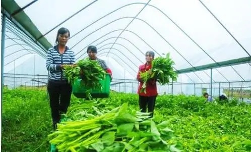 绿色优质农产品比重达100% 浒墅关累计完成高标准农田建设6436亩