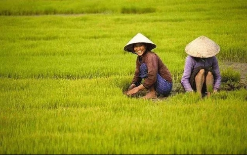 十四五规划乡村振兴的内容有哪些？