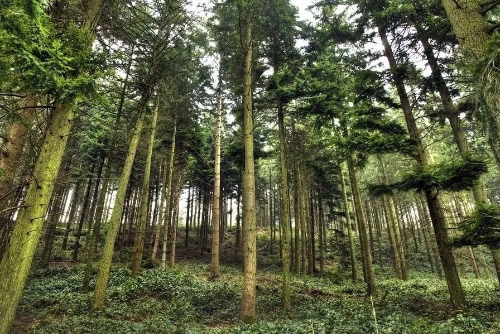 内蒙古钢铁行业发行首单碳中和绿色债券