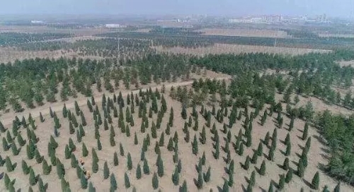 【津云微视?现场】植树造林与村居整治同步推进！天津加快绿色生态屏障建设，让百姓早受益