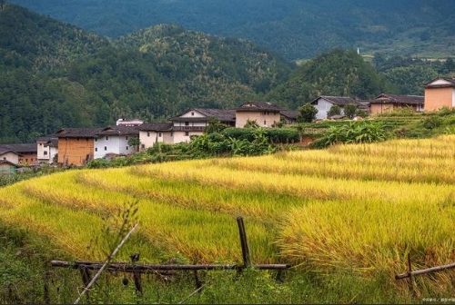 稳步实现农业农村高质量发展