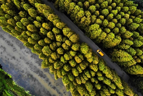 从生态脱贫到振兴绿色乡村，5.5亿“种树人”如何成为动力源？