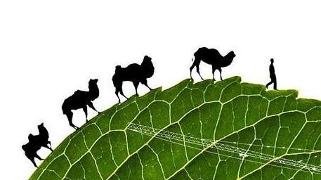 张海波在世界环境司法大会上作专题发言时表示加强生态司法保护 共建绿色丝绸之路