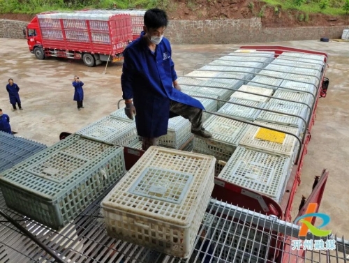 日产5.3吨！开州首个绿色生态立体循环式蛋鸡养殖场投入使用！