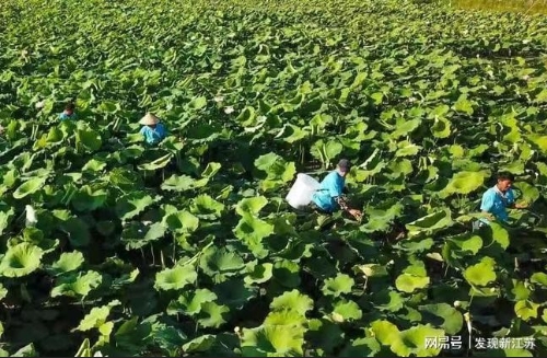 “红土地”上的“绿色梦”