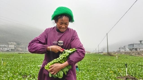 贵州册亨县“三招”做强农业产业 助力乡村振兴