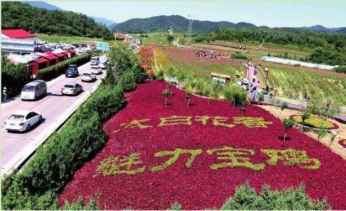 太白县：千亩花田为绿色发展增色添彩
