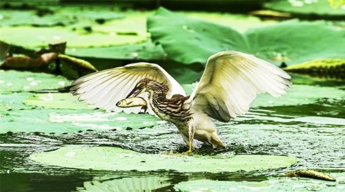 积极贯彻绿色发展理念副中心来了这些“新朋友”