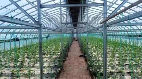 武威凉州区“西瓜小镇”：大力推进“一镇一业”科学布局乡村产业振兴