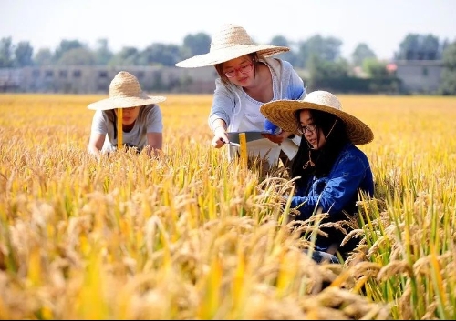 王晓策：以农业供给侧改革推进乡村振兴