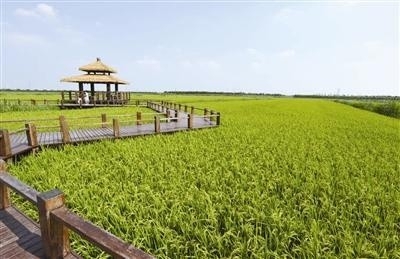 津南区2.57万亩绿色生态屏障 形成1.79万吨碳汇交易额 点绿成金 逐“绿”路打造金山银山