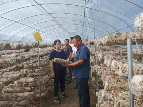 阿旗乌兰哈达乡产业兴旺促发展乡村振兴正当时