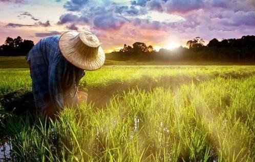 六部门印发《“十四五”全国农业绿色发展规划》，明确4方面11项定量指标！