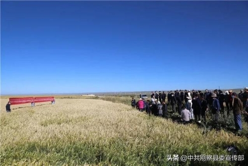 刚察举办2021年农业绿色发展（农业科技示范）田间观摩活动