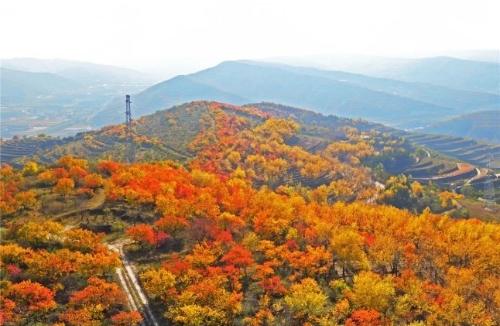 ​安定：构筑黄土高原绿色生态屏障