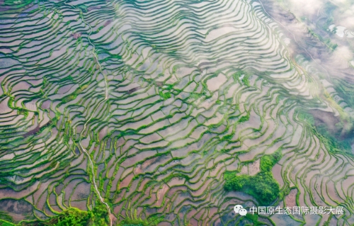 云观展｜第十四届大展“绿色胜景”部分入展作品赏析