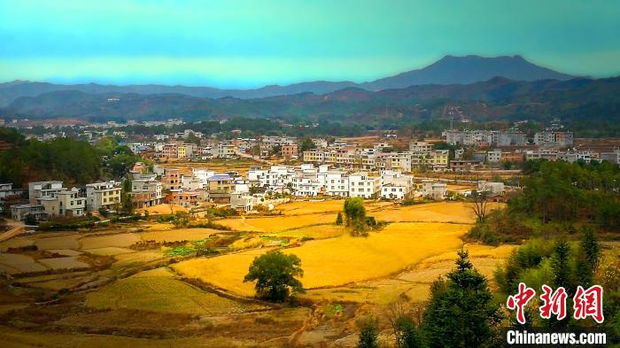 百香果变身“福气果”红土地孕育“绿色发展”新生机