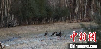 在林场内觅食的国家一级野生动物黑鹳。河北隆化茅荆坝国有林场供图